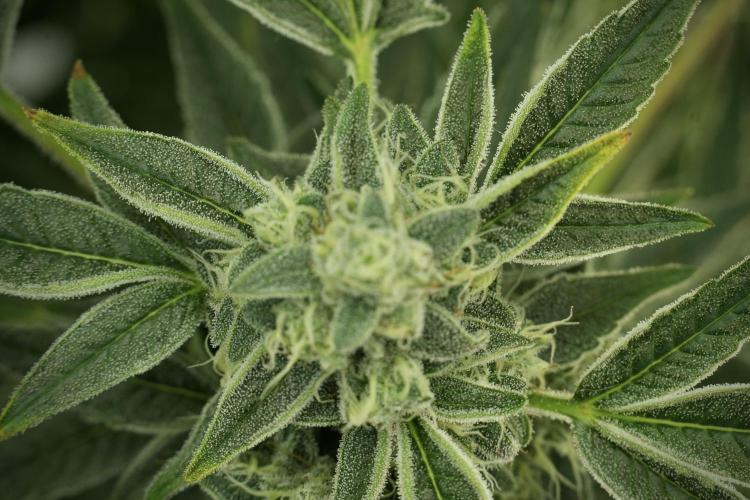 TicaL X Zamnesia-NectarDrip pack#268/750. Week 12 - Nectar Drip no veg 