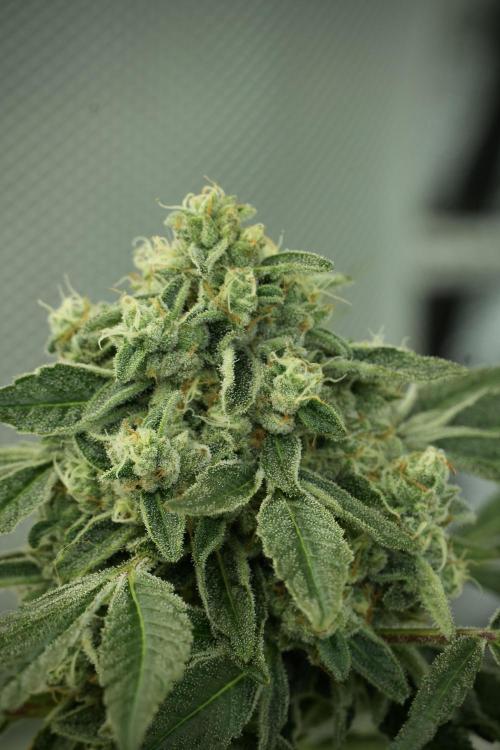 TicaL X Zamnesia-NectarDrip pack#268/750. Week 12 - Nectar Drip no veg 