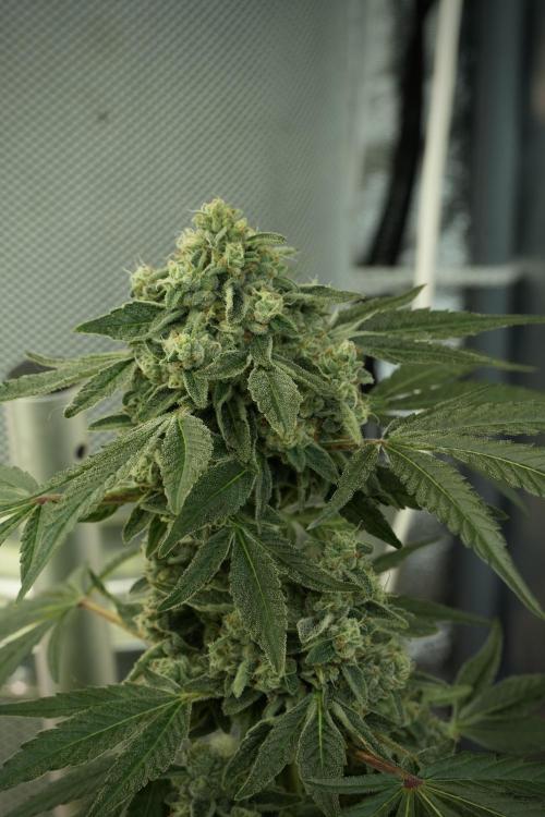 TicaL X Zamnesia-NectarDrip pack#268/750. Week 12 - Nectar Drip no veg 