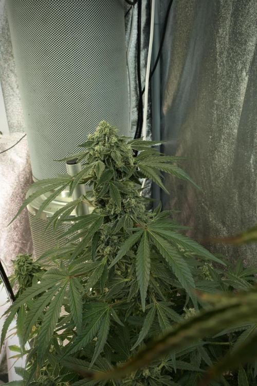 TicaL X Zamnesia-NectarDrip pack#268/750. Week 12 - Nectar Drip no veg 