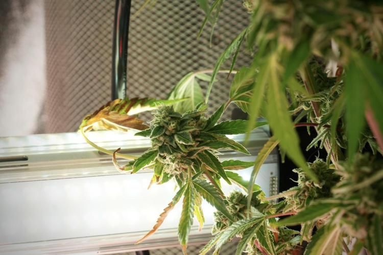TicaL X Zamnesia-NectarDrip pack#268/750. Week 12 - Nectar Drip no veg 