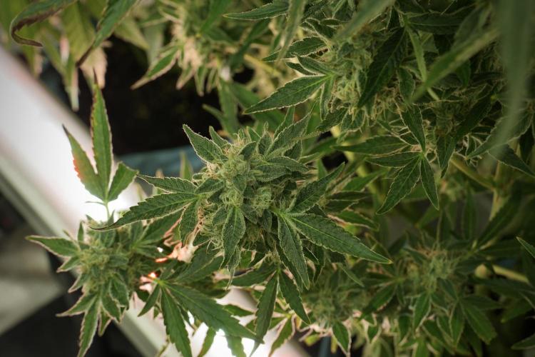 TicaL X Zamnesia-NectarDrip pack#268/750. Week 12 - Nectar Drip no veg 