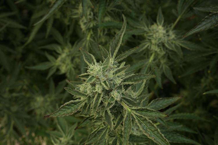 TicaL X Zamnesia-NectarDrip pack#268/750. Week 12 - Nectar Drip no veg 