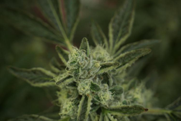 TicaL X Zamnesia-NectarDrip pack#268/750. Week 12 - Nectar Drip no veg 