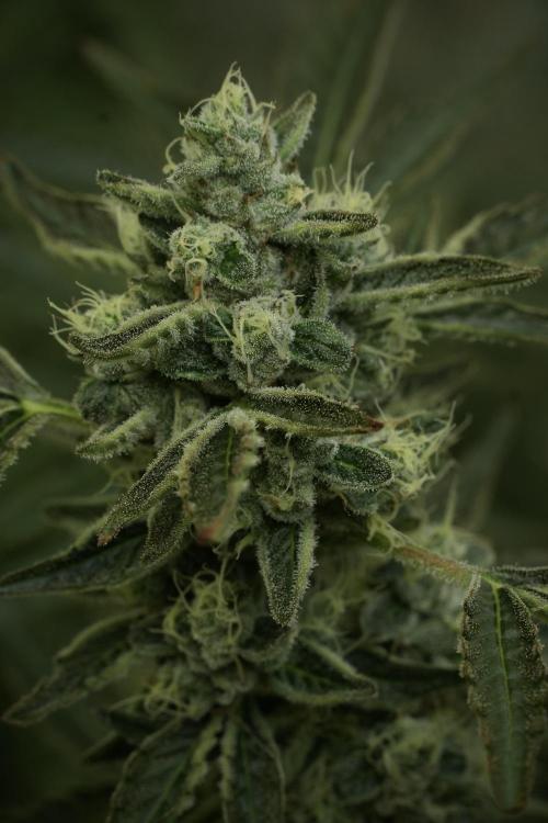 TicaL X Zamnesia-NectarDrip pack#268/750. Week 12 - Nectar Drip no veg 