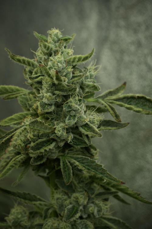 TicaL X Zamnesia-NectarDrip pack#268/750. Week 12 - Nectar Drip no veg 