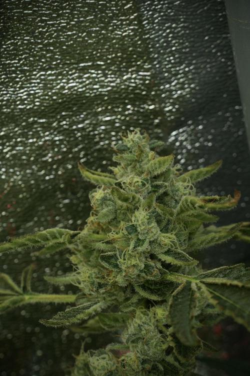TicaL X Zamnesia-NectarDrip pack#268/750. Week 12 - Nectar Drip no veg 