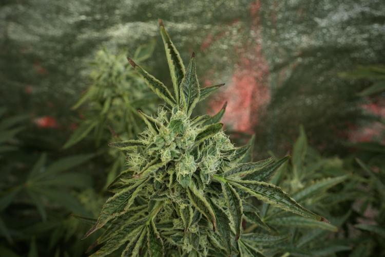 TicaL X Zamnesia-NectarDrip pack#268/750. Week 12 - Nectar Drip no veg 