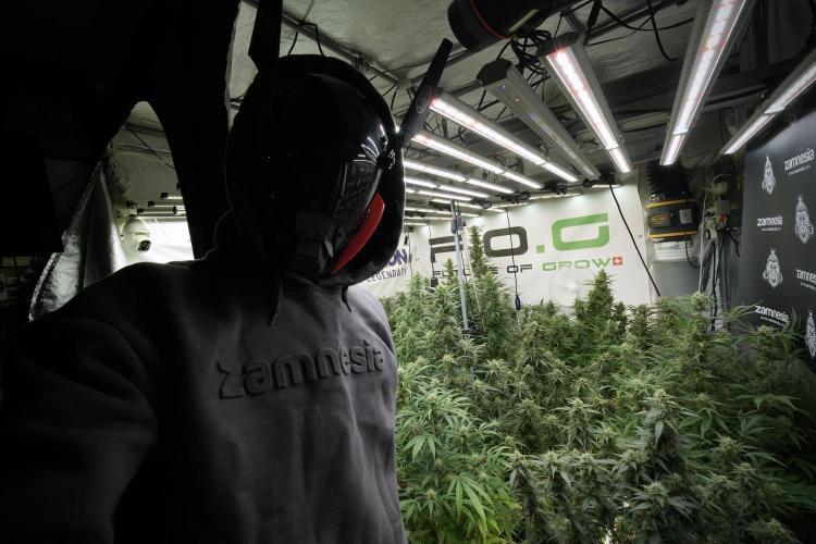 TicaL X Zamnesia-NectarDrip pack#268/750. Week 12 - Room and Vibes 
