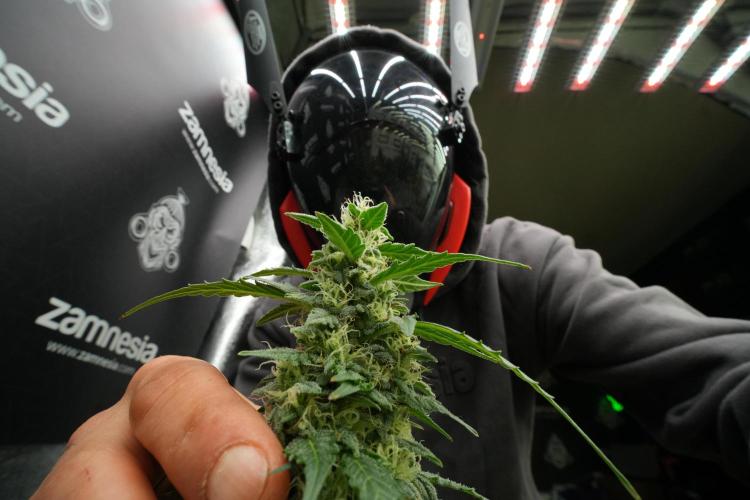 TicaL X Zamnesia-NectarDrip pack#268/750. Week 12 - Room and Vibes 