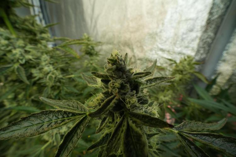 TicaL X Zamnesia-NectarDrip pack#268/750. Week 12 - Nectar Drip