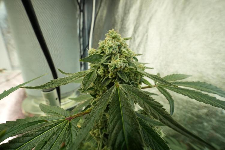 TicaL X Zamnesia-NectarDrip pack#268/750. Week 12 - Nectar Drip