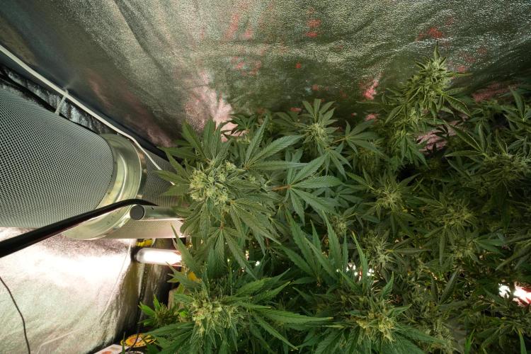 TicaL X Zamnesia-NectarDrip pack#268/750. Week 12 - Nectar Drip