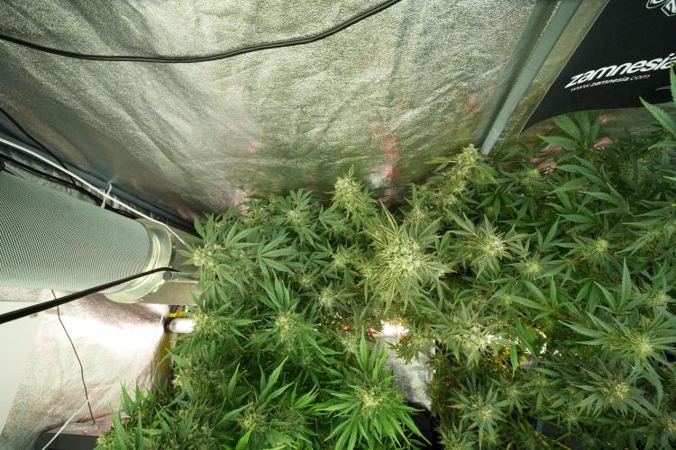 TicaL X Zamnesia-NectarDrip pack#268/750. Week 12 - Nectar Drip