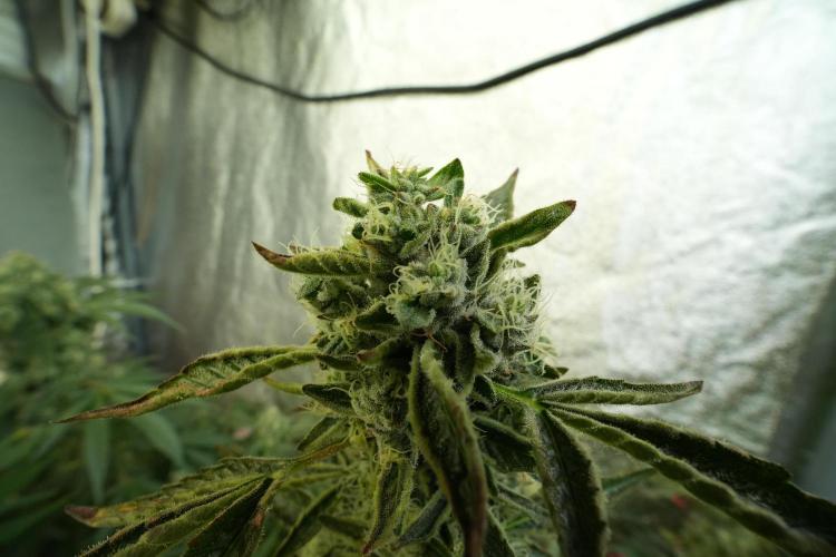 TicaL X Zamnesia-NectarDrip pack#268/750. Week 12 - Nectar Drip