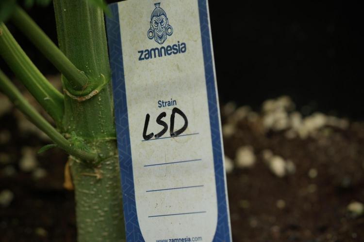 LSD Zamnesia Trippping. Week 11 - LSD 12-12 FROM SEED, NO VEG