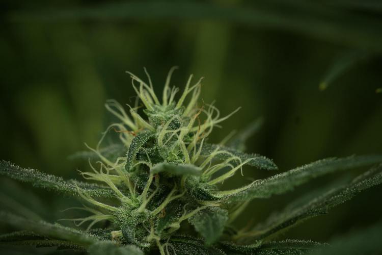 LSD Zamnesia Trippping. Week 11 - LSD 12-12 FROM SEED, NO VEG
