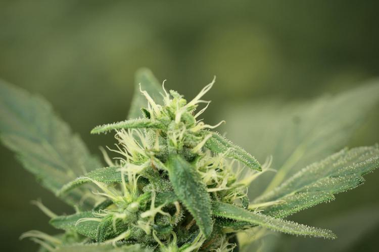 LSD Zamnesia Trippping. Week 11 - LSD 12-12 FROM SEED, NO VEG