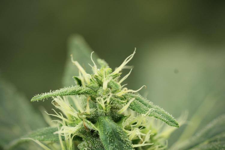 LSD Zamnesia Trippping. Week 11 - LSD 12-12 FROM SEED, NO VEG