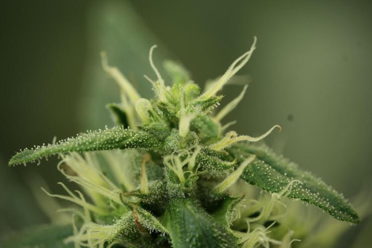 LSD Zamnesia Trippping. Week 11 - LSD 12-12 FROM SEED, NO VEG