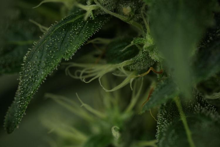 LSD Zamnesia Trippping. Week 11 - LSD 12-12 FROM SEED, NO VEG