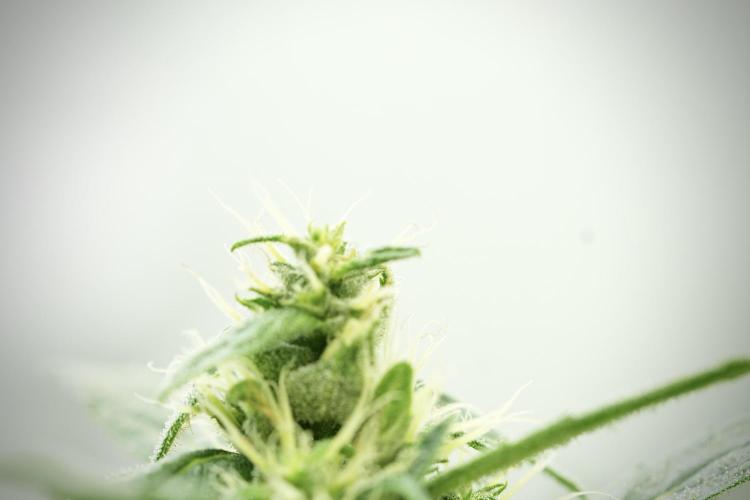LSD Zamnesia Trippping. Week 11 - LSD 12-12 FROM SEED, NO VEG