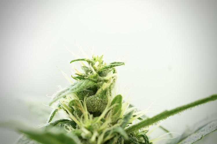 LSD Zamnesia Trippping. Week 11 - LSD 12-12 FROM SEED, NO VEG