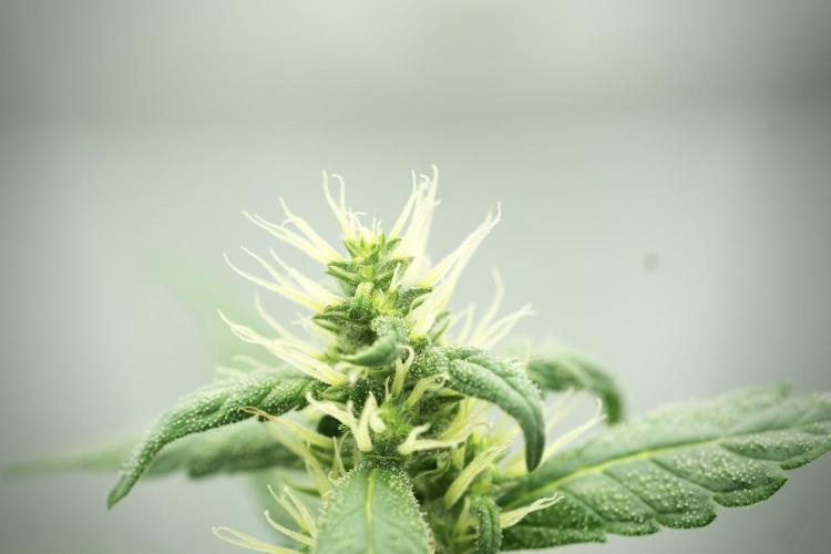 LSD Zamnesia Trippping. Week 11 - LSD 12-12 FROM SEED, NO VEG