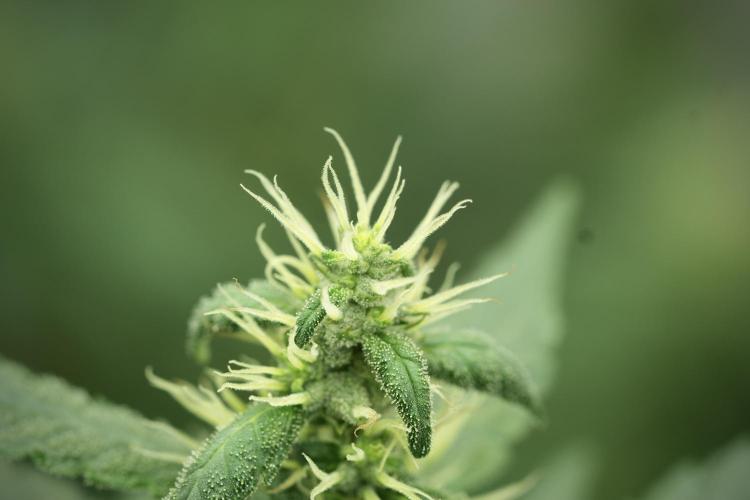 LSD Zamnesia Trippping. Week 11 - LSD 12-12 FROM SEED, NO VEG