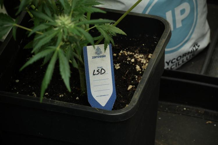 LSD Zamnesia Trippping. Week 11 - LSD 12-12 FROM SEED, NO VEG