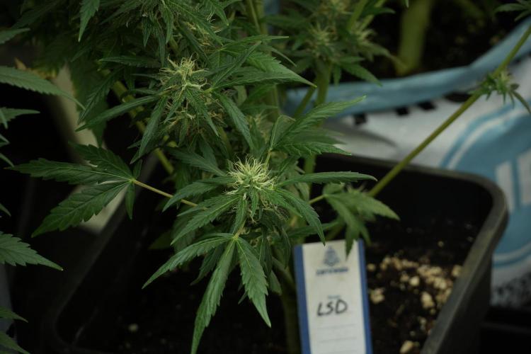LSD Zamnesia Trippping. Week 11 - LSD 12-12 FROM SEED, NO VEG