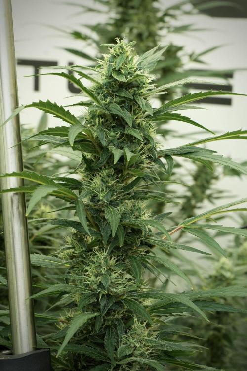 LSD Zamnesia Trippping. Week 11 - LSD 12-12 FROM SEED, NO VEG
