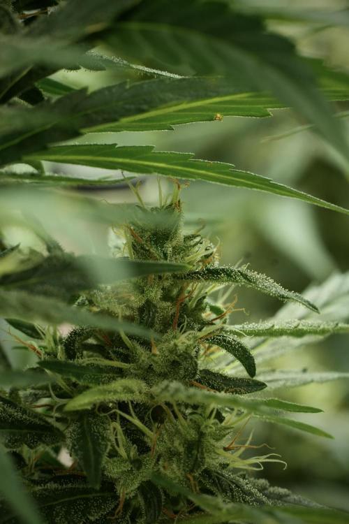LSD Zamnesia Trippping. Week 11 - LSD 12-12 FROM SEED, NO VEG