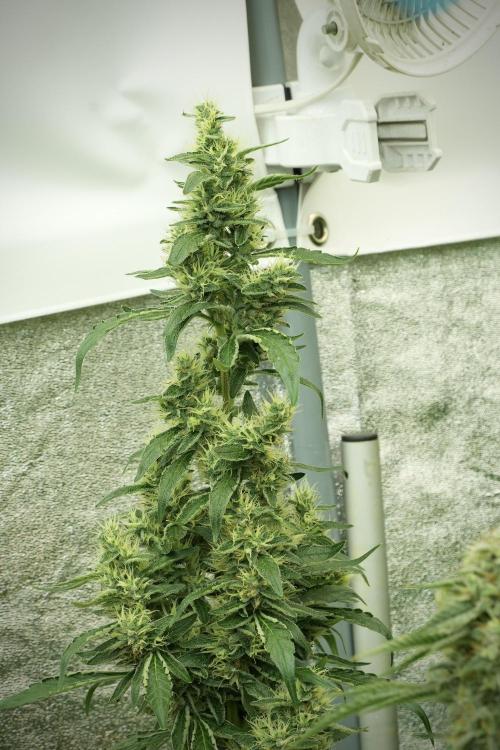 LSD Zamnesia Trippping. Week 11 - LSD 12-12 FROM SEED, NO VEG