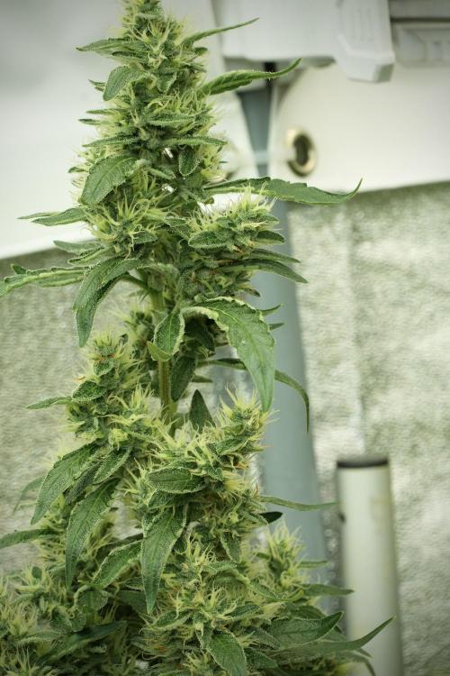 LSD Zamnesia Trippping. Week 11 - LSD 12-12 FROM SEED, NO VEG