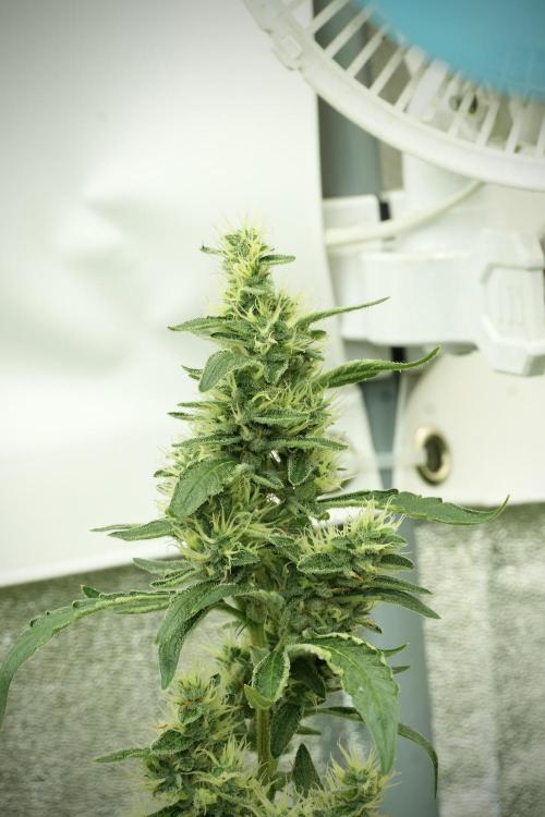 LSD Zamnesia Trippping. Week 11 - LSD 12-12 FROM SEED, NO VEG