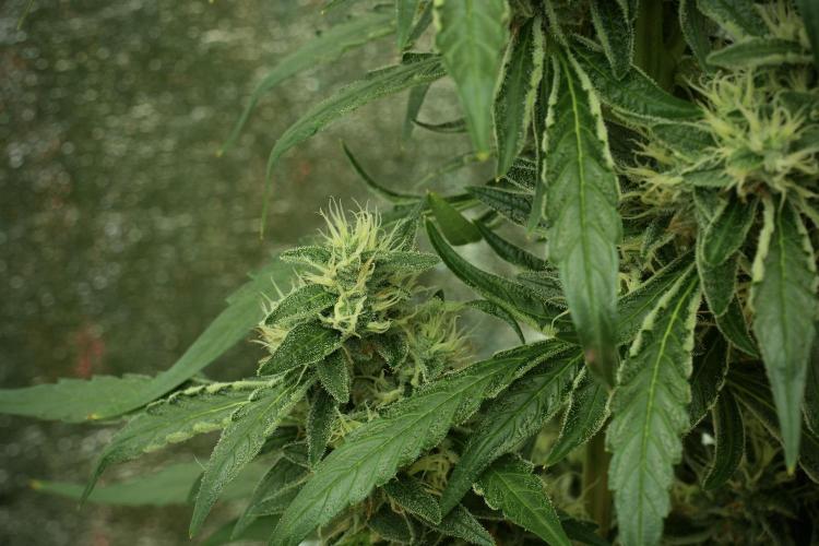 LSD Zamnesia Trippping. Week 11 - LSD 12-12 FROM SEED, NO VEG