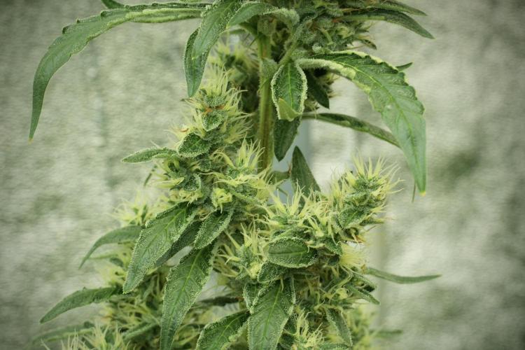 LSD Zamnesia Trippping. Week 11 - LSD 12-12 FROM SEED, NO VEG