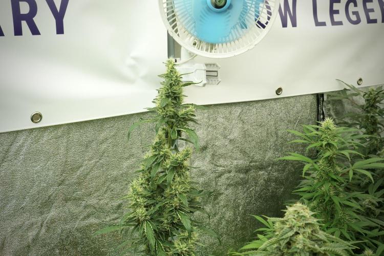LSD Zamnesia Trippping. Week 11 - LSD 12-12 FROM SEED, NO VEG