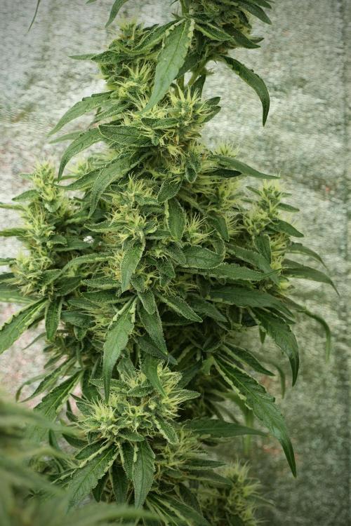 LSD Zamnesia Trippping. Week 11 - LSD 12-12 FROM SEED, NO VEG