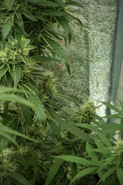 LSD Zamnesia Trippping. Week 11 - LSD 12-12 FROM SEED, NO VEG