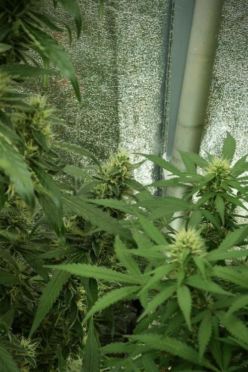 LSD Zamnesia Trippping. Week 11 - LSD 12-12 FROM SEED, NO VEG