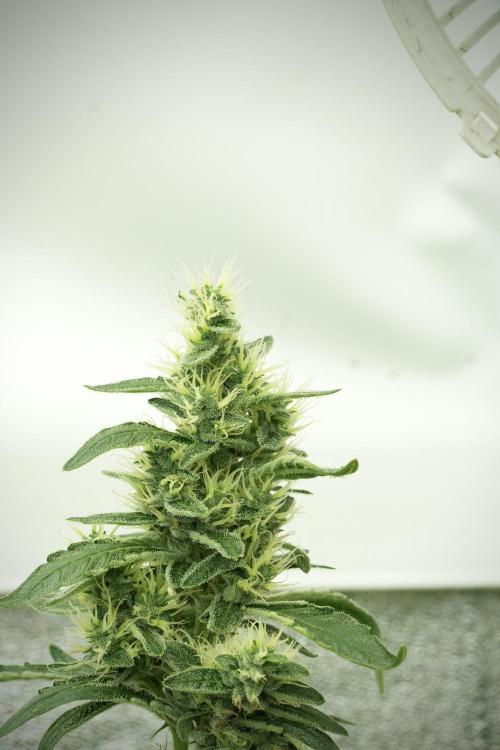LSD Zamnesia Trippping. Week 11 - LSD 12-12 FROM SEED, NO VEG