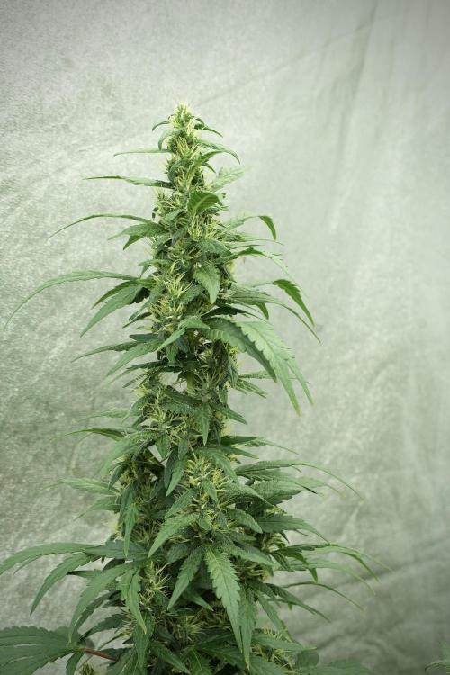 LSD Zamnesia Trippping. Week 11 - LSD 12-12 FROM SEED, NO VEG