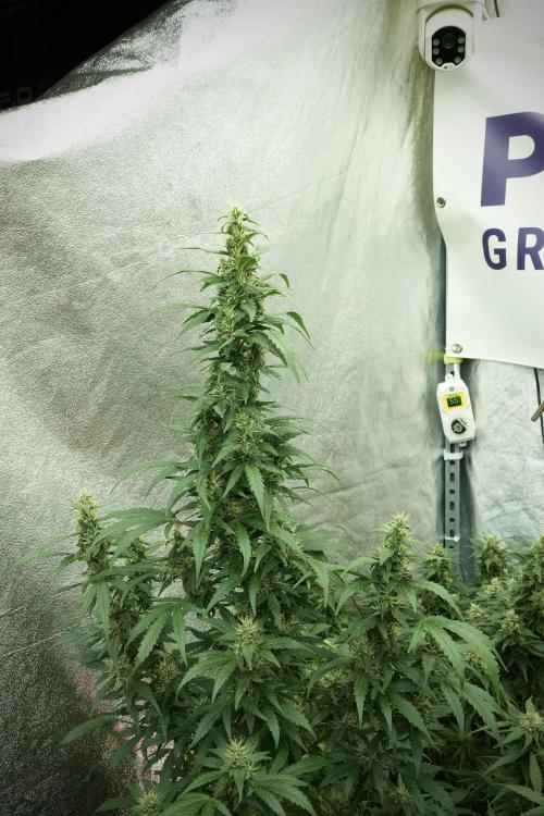LSD Zamnesia Trippping. Week 11 - LSD 12-12 FROM SEED, NO VEG