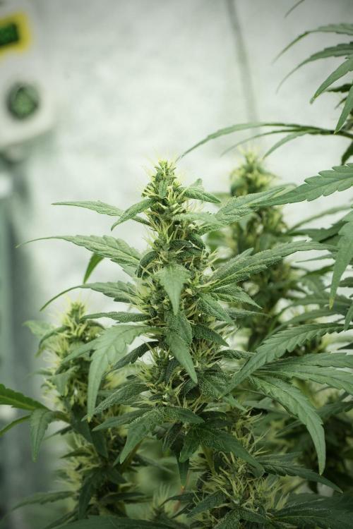 LSD Zamnesia Trippping. Week 11 - LSD 12-12 FROM SEED, NO VEG