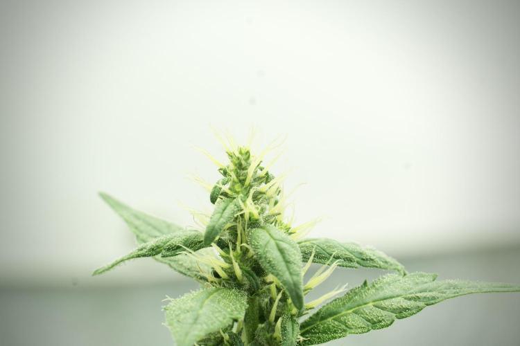 LSD Zamnesia Trippping. Week 11 - LSD 12-12 FROM SEED, NO VEG
