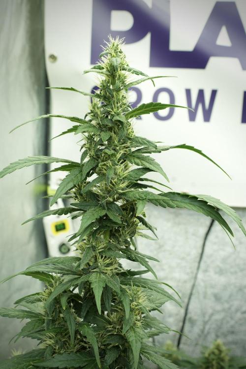 LSD Zamnesia Trippping. Week 11 - LSD 12-12 FROM SEED, NO VEG