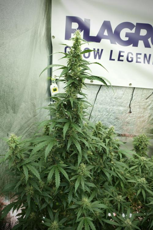 LSD Zamnesia Trippping. Week 11 - LSD 12-12 FROM SEED, NO VEG