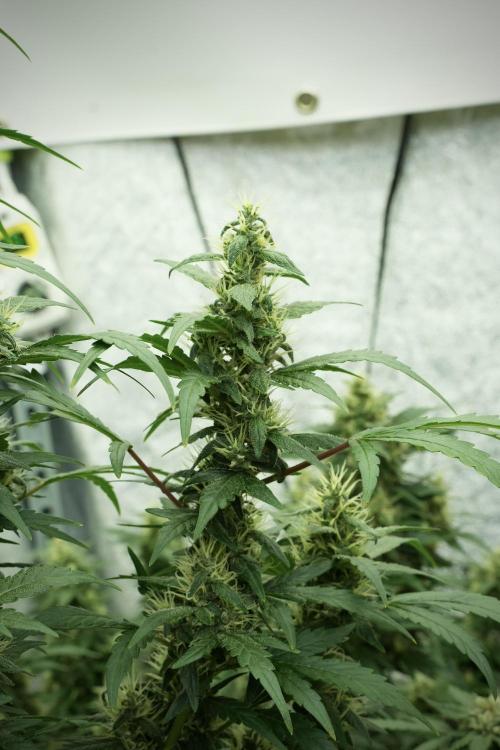 LSD Zamnesia Trippping. Week 11 - LSD 12-12 FROM SEED, NO VEG
